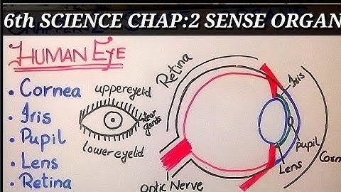 6th Class science Chap:2 Sense Organs|Senses|The Human Eye|Structure, Function and Diagram of Eye