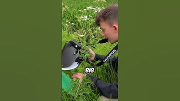 Insect Macro Photography Episode 3 (Full Video On My Channel) #macrophotography #insectphotography