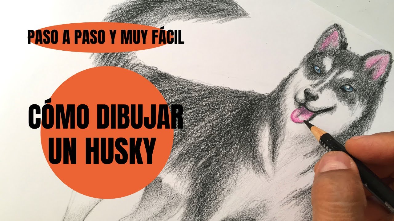 Te digo Cómo Dibujar Un Perro husky realista Paso a Paso ¡Muy fácil! -  thptnganamst.edu.vn