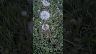 Sommer Klang System #rave #space #technodance #nature #flowers #life #Festival #freedom #hanna