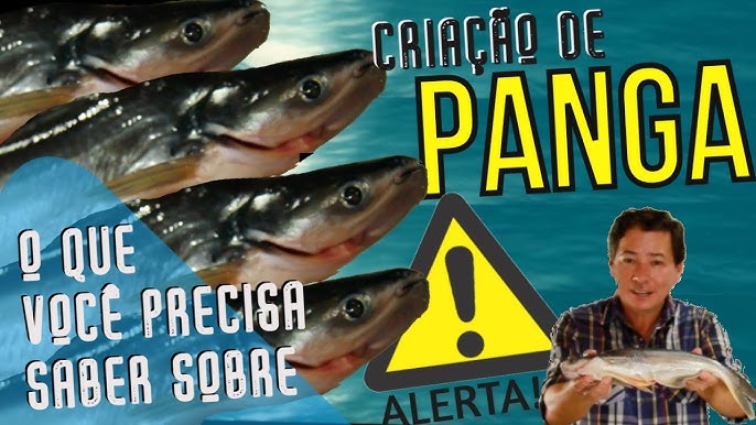 PANGA: Descubra um segredo escondido deste peixe! 