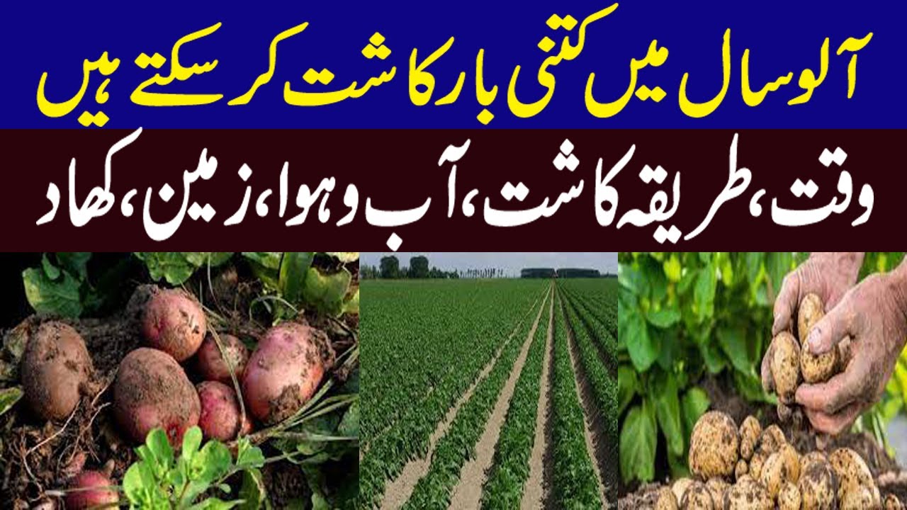 Potato Growing Season in Pakistan Potato Farming in Pakistan Sowing