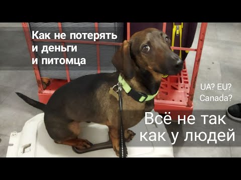 Как купить авиабилет на самолет для собаки кошки. Pet in cabin. PETC #cuaet #pets #avia #ticket #ukr