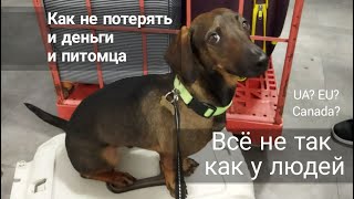 видео: Как купить авиабилет на самолет для собаки кошки. Pet in cabin. PETC #cuaet #pets #avia #ticket #ukr картинка: Как купить авиабилет на самолет для собаки кошки. Pet in cabin. PETC #cuaet #pets #avia #ticket #ukr