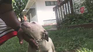 Episode 1 Kilo Kennels Mpls