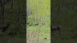 Cute deer in Crested Butte #colorado #naturelovers #nature #deer #vibes