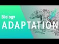 What Is Adaptation? | Ecology & Environment | Biology | FuseSchool