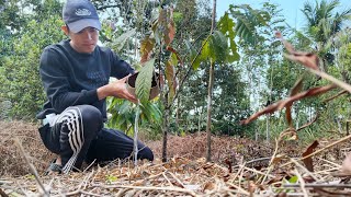 Kemarau Panjang, Menyiram Pohon Kakao Yang Mulai Kering, Kehidupan Sederhana‼️Rutinitas Warga Bumi
