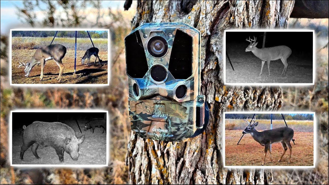  Review Ceyomur CY65 Trail Camera 1 Month Of Testing And Samples 