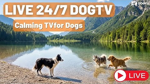 DOGTV 24/7 Live Stream | The Best Relax My Dog TV for Calm & Anxiety Relief - LIVE