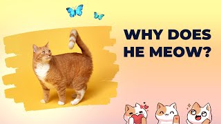 Have You Ever Wondered Why Cats Meow?