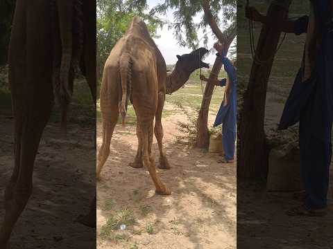رجل يلعب مع الجمل