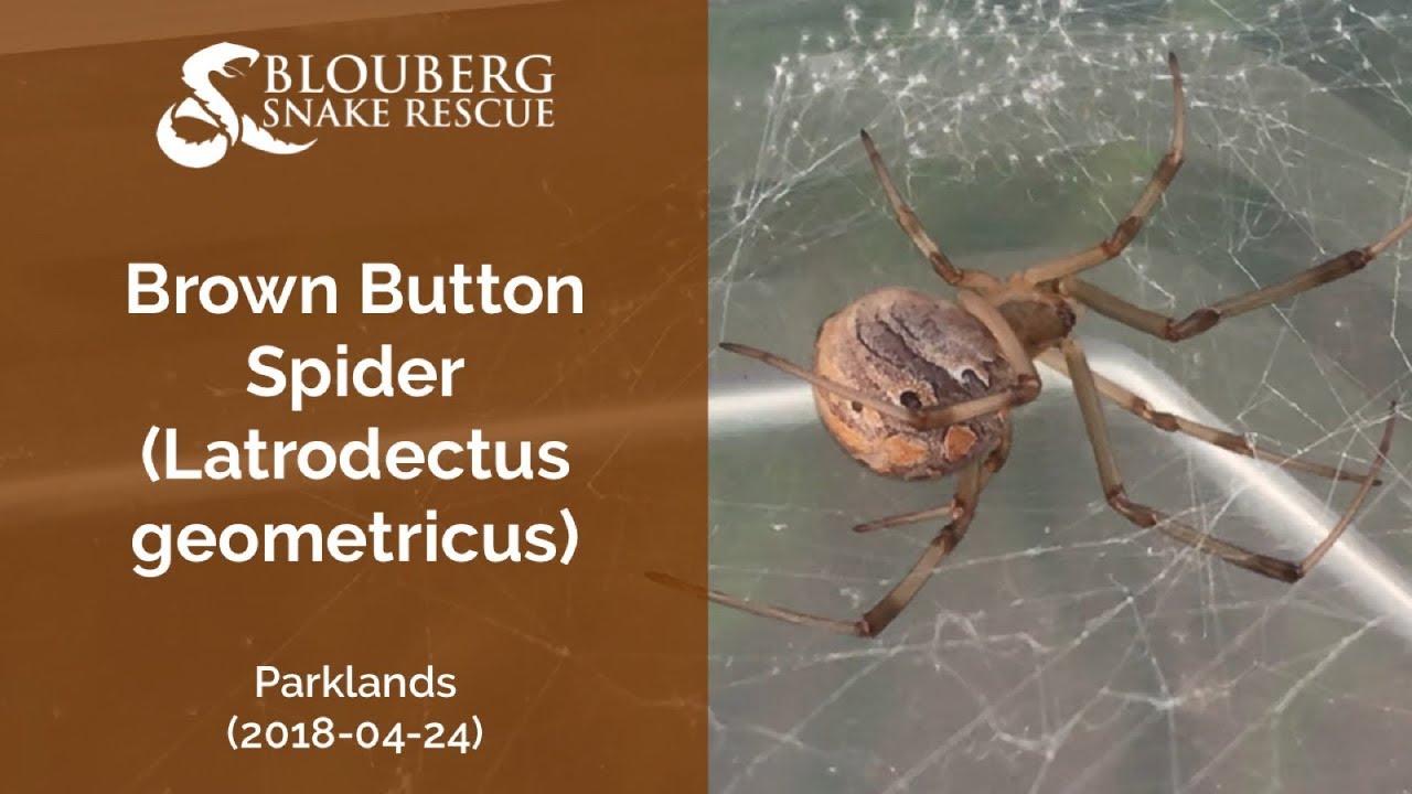 Brown Button Spider rescued near Parklands (20180424)