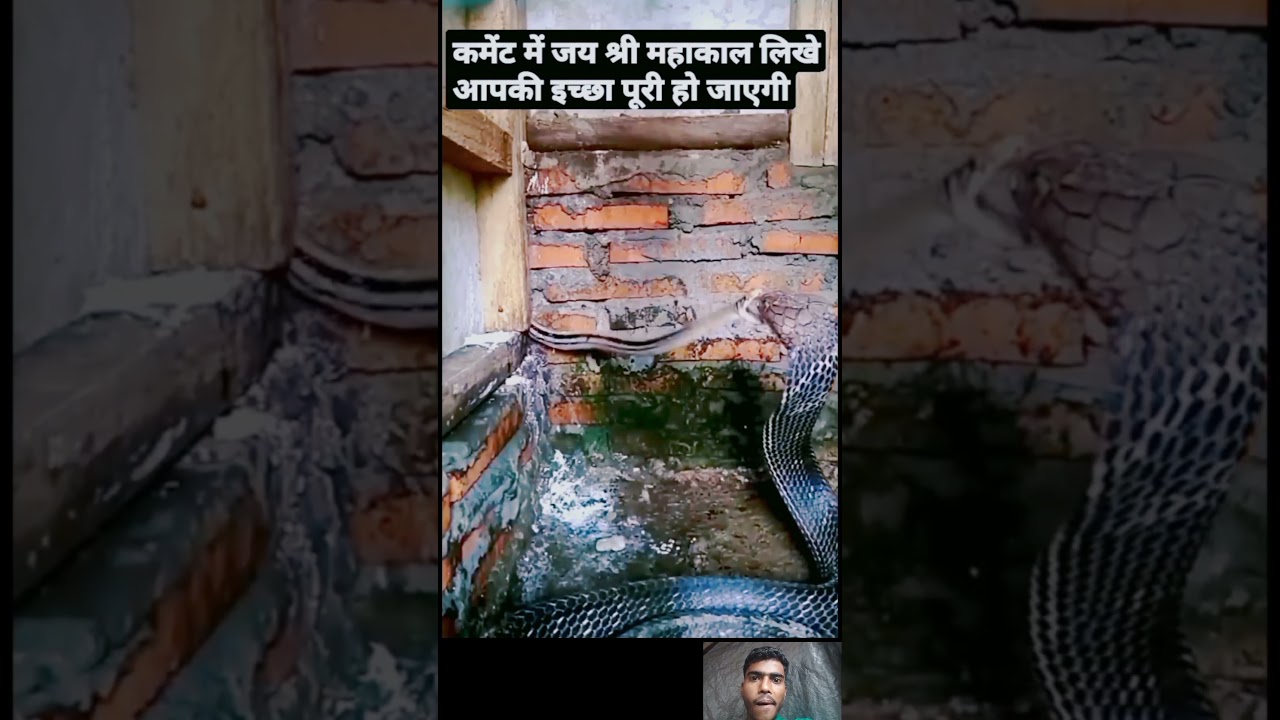 snake video shrot snake video short in tamil