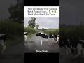Herd mentality is actually crazy... 🤦♂️🐄 #animallove #animalbehavior #cowlover #funnyshorts