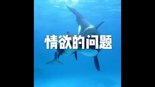 201907 情欲的问题50269