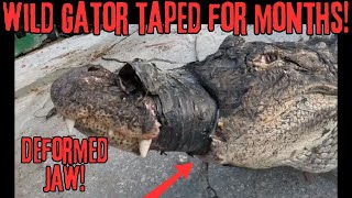Wild Gator Jaws Taped for Months!!!!