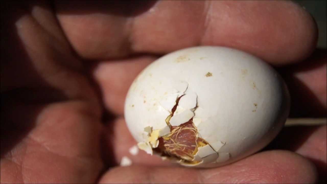 Nacimiento de una paloma 2013, video 2