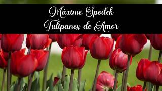 Máximo Spodek, Tulipanes de Amor, Melodías Románticas en Piano y Arreglos Instrumentales @15aviel