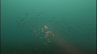 Torquay Diving - Short Cray Dive by Great Ocean Divers 458 views 3 months ago 3 minutes, 2 seconds