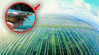 SHOCKING Indoor Shrimp Farm Harvests BILLIONS Per Year