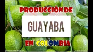 Desaparición de cultivos de guayaba en Santander pone en aprietos al  bocadillo veleño