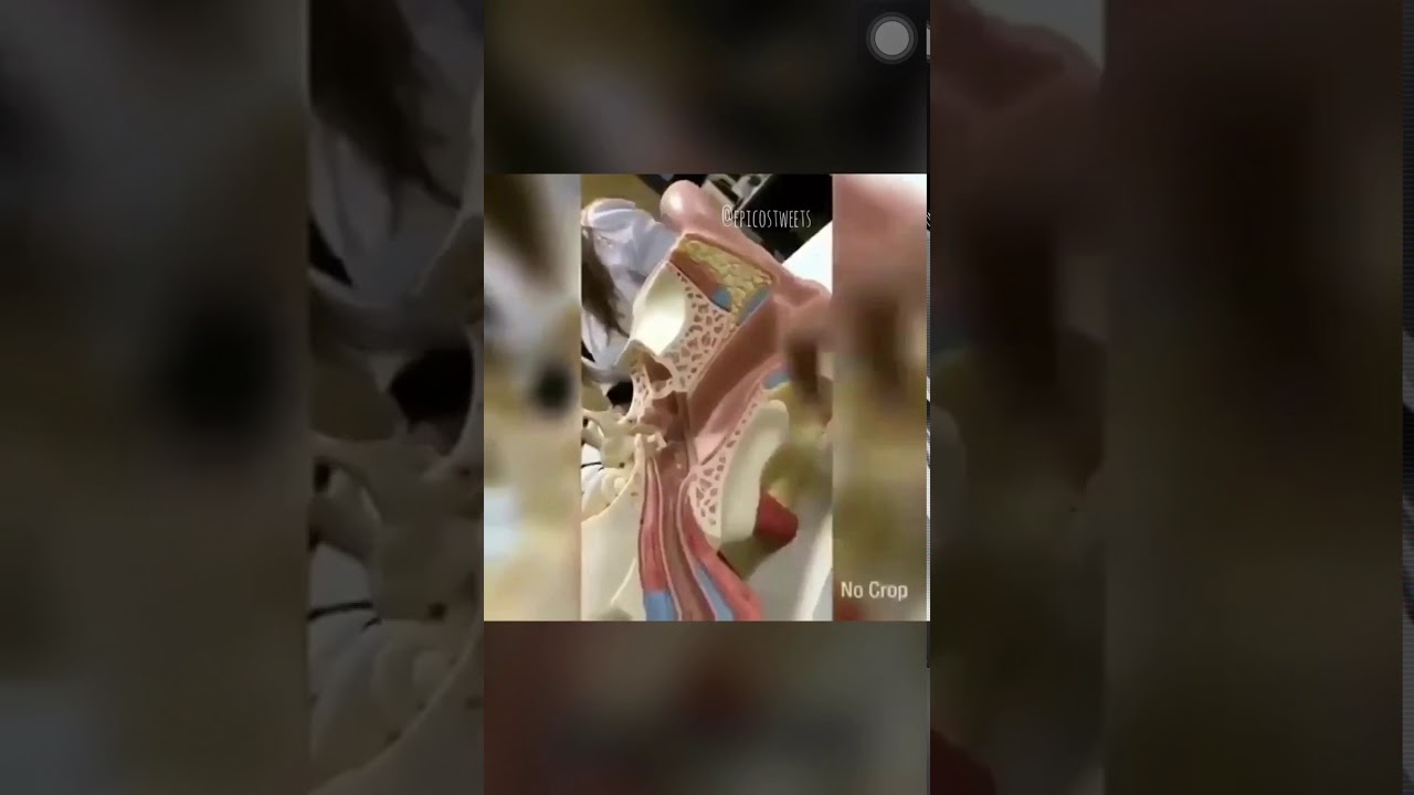 el pene entra