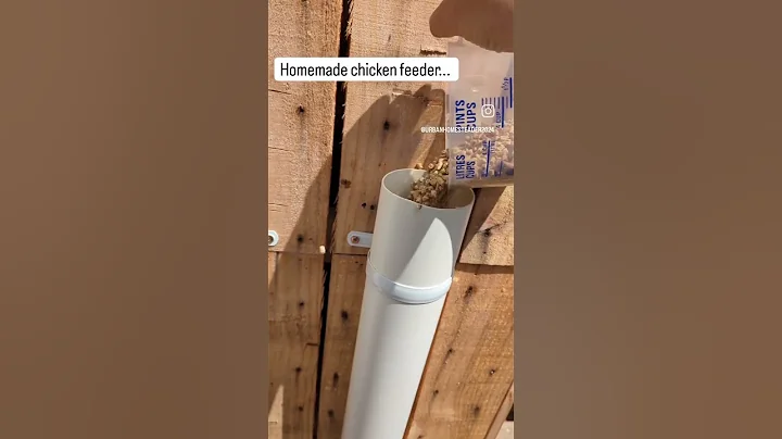 Our homemade automatic chicken feeder. made from piping + clips we got from @bunningswarehouse