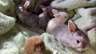 3 Weeks Old Bunnies by Bunny Love 19,066 views 2 years ago 1 minute, 1 second