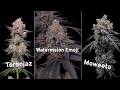 Homegrown Genetics 8 New Strains Full Grow Reset Homegrown Genetics 8 New Strains Full Grow Reset