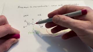 amino acids to polypeptides