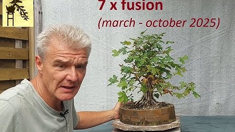 7 x fusion (from march to october 2025)
