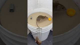 Tuzağa Düşmek/Plastik Kovadan Ev Yapımı Fare Tuzağı