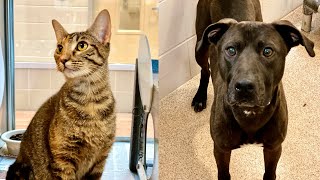 Pets of the Week 08/30/21