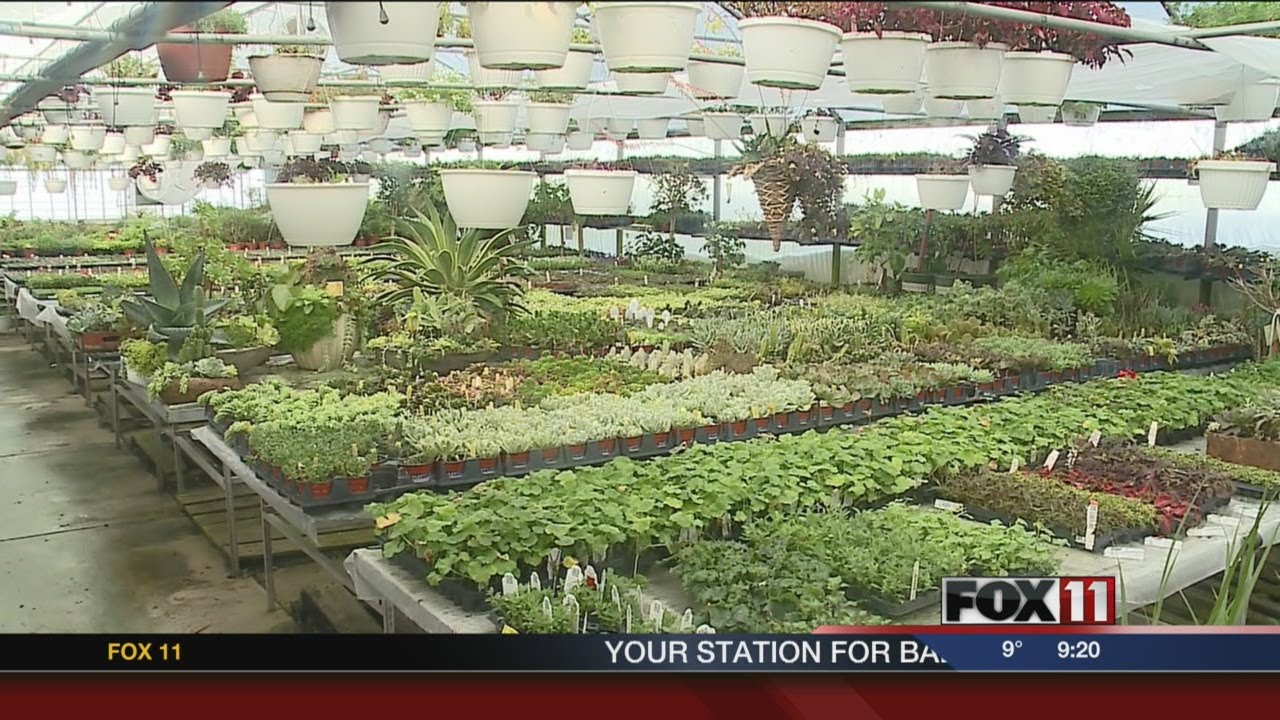 Cold weather and greenhouses YouTube