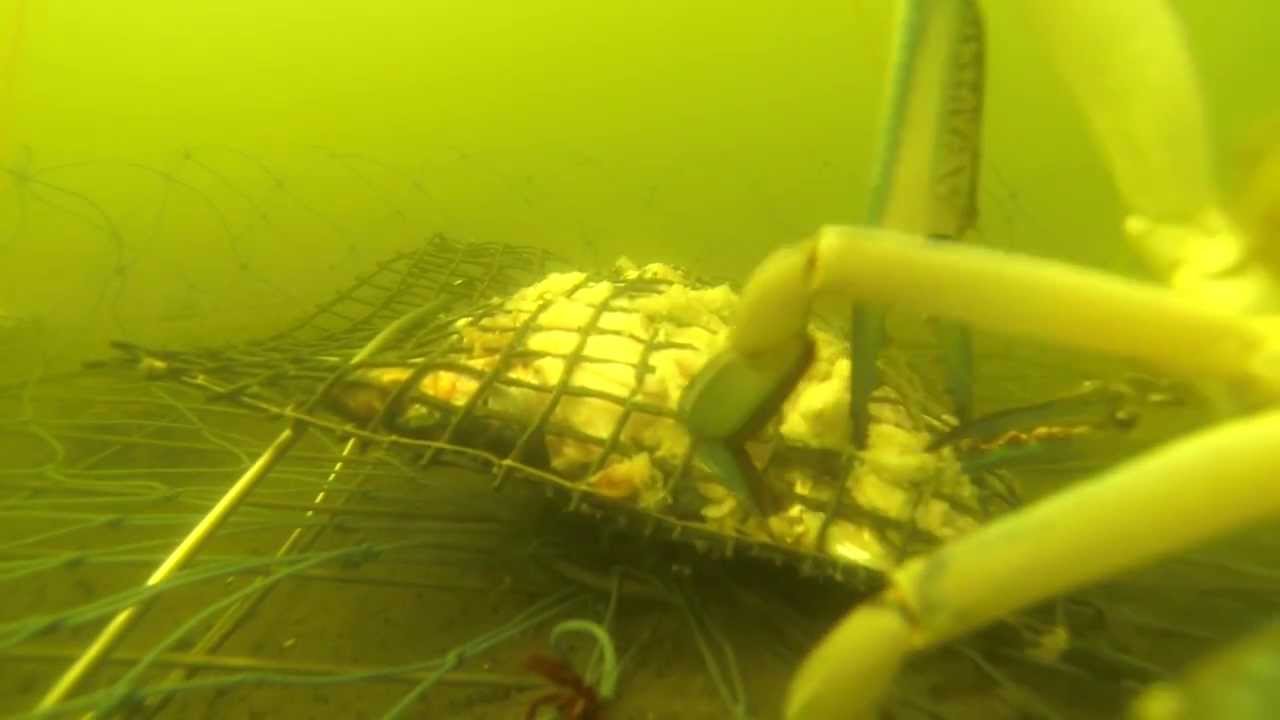 Crabbing In Mandurah 2014 GoPro Hero 3 YouTube