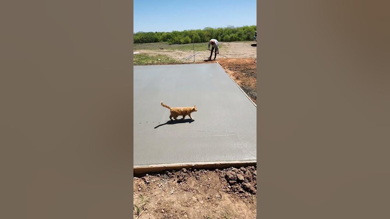 Cat Walks Through Wet Concrete on Under Construction Pathway 1421166