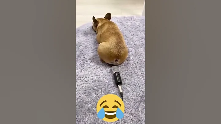 Dog Farts Into Microphone #shorts