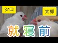 【白文鳥】就寝前の文鳥【クリーム文鳥】