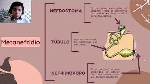 ¿Qué es el Pigidio en los anélidos?