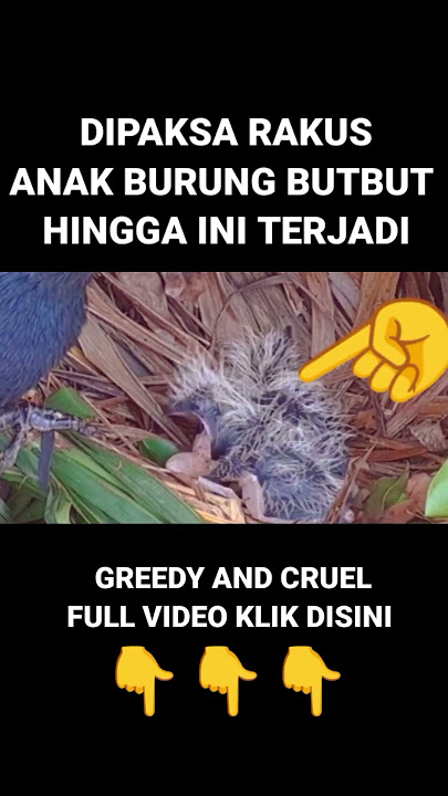 WADUH INI PARAH || BARU MENETAS DIPAKSA RAKUS #wildbirds #predatorbirds