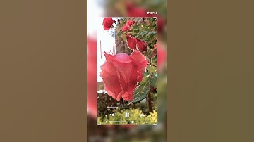 {الأخلاء يومئذ بعضهم لبعض عدو} الآية 67 من سورة الزخرف