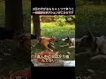 ３匹の犬がおもちゃ１つで争うと、一番悲惨なポジションがこちらです