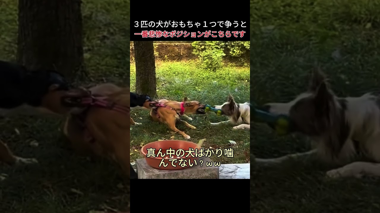 ３匹の犬がおもちゃ１つで争うと、一番悲惨なポジションがこちらです