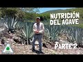 NUTRICIÓN DEL AGAVE PARTE 2