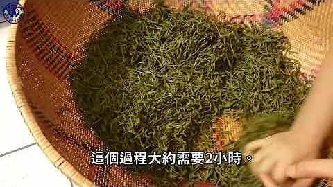 采茶与红茶制作流程—红茶自己做，做茶很难吗？使用深坑当地茶叶，在家轻松做 - 天天要闻