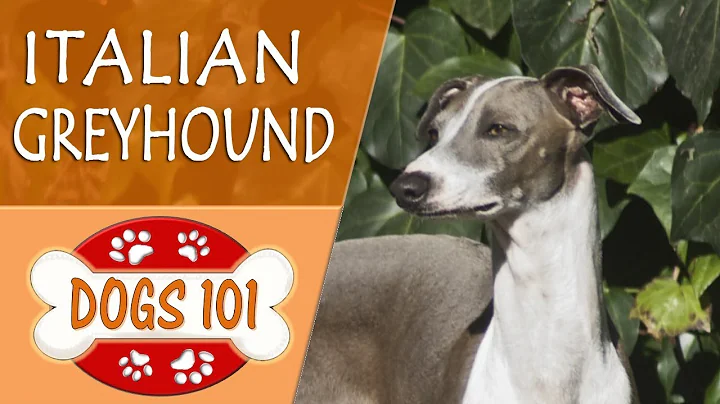Dogs 101 - ITALIAN GREYHOUND - Top Dog Facts About the ITALIAN GREYHOUND - DayDayNews