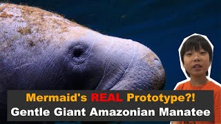 Mermaid Myth Debunked: The Truth About the Amazonian Manatees! | Kid Reporter