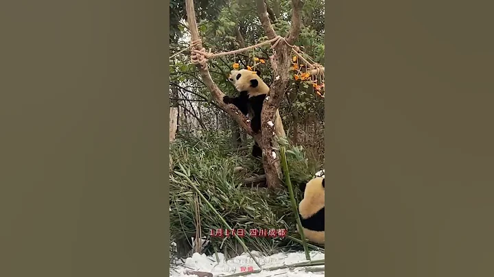 雪地里的糯米团子！成都大熊猫繁育研究基地给熊猫们耍雪啦 - 天天要闻