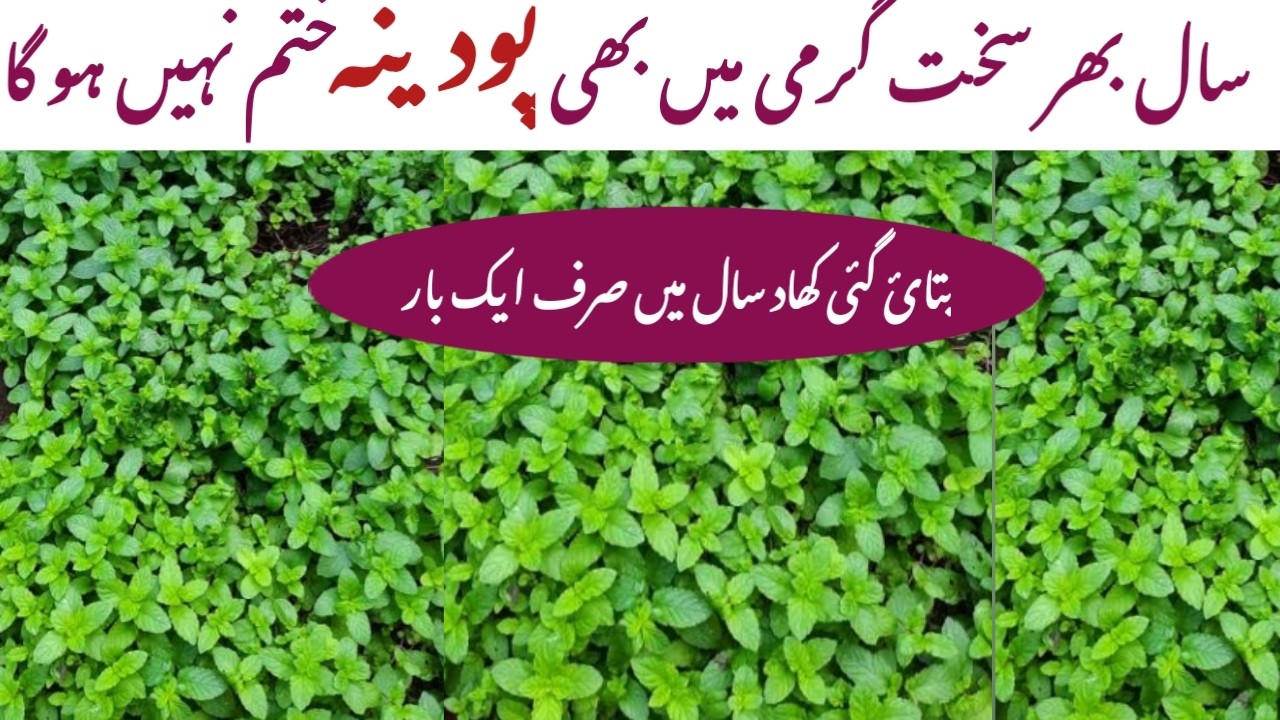 Best organic natural fertilizer for mint plant l pudina plant reporting process